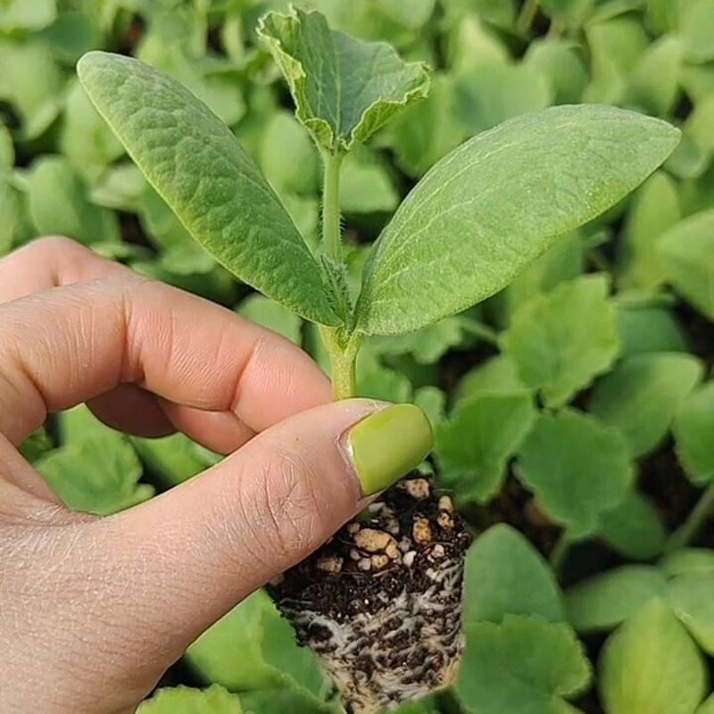 蔬菜黄秋葵盆栽种苗黄瓜秋葵秧苗菜苗茄子南瓜绿植