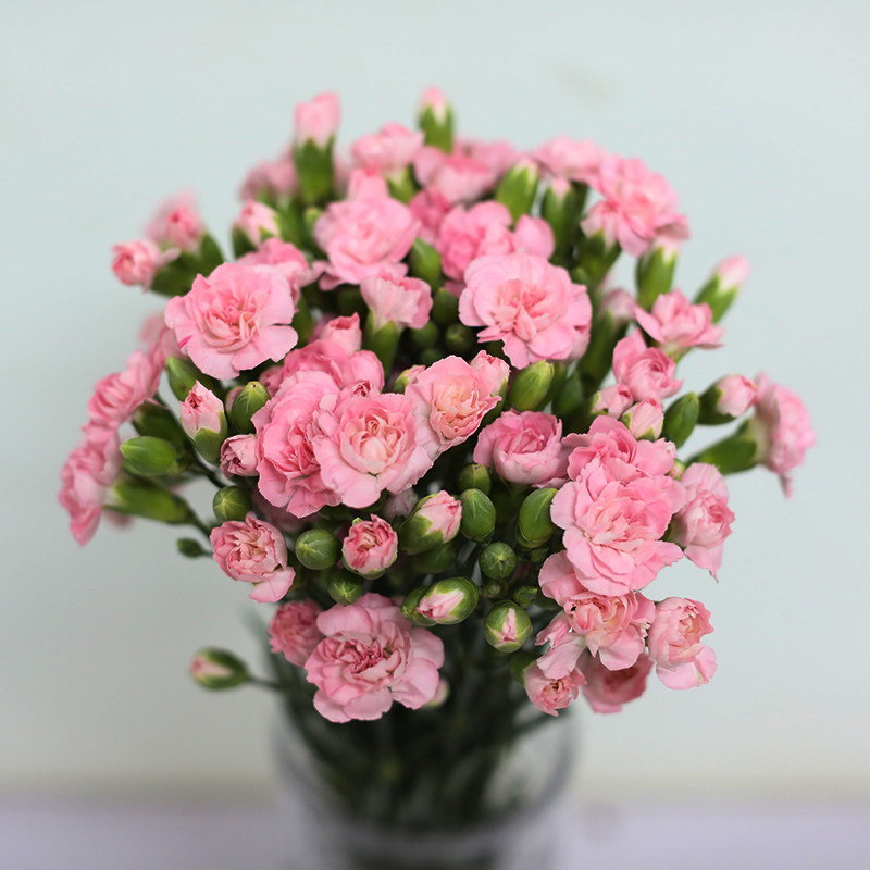 多丁多头康乃馨鲜花云南直发直批速递15支家用鲜花速递同城
