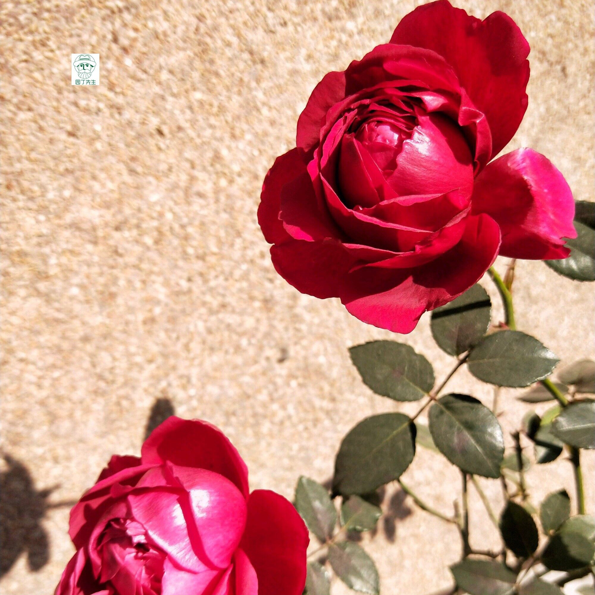 月季新品切花真彩条纹裙边灌木浓香香型月季花时令草本花卉