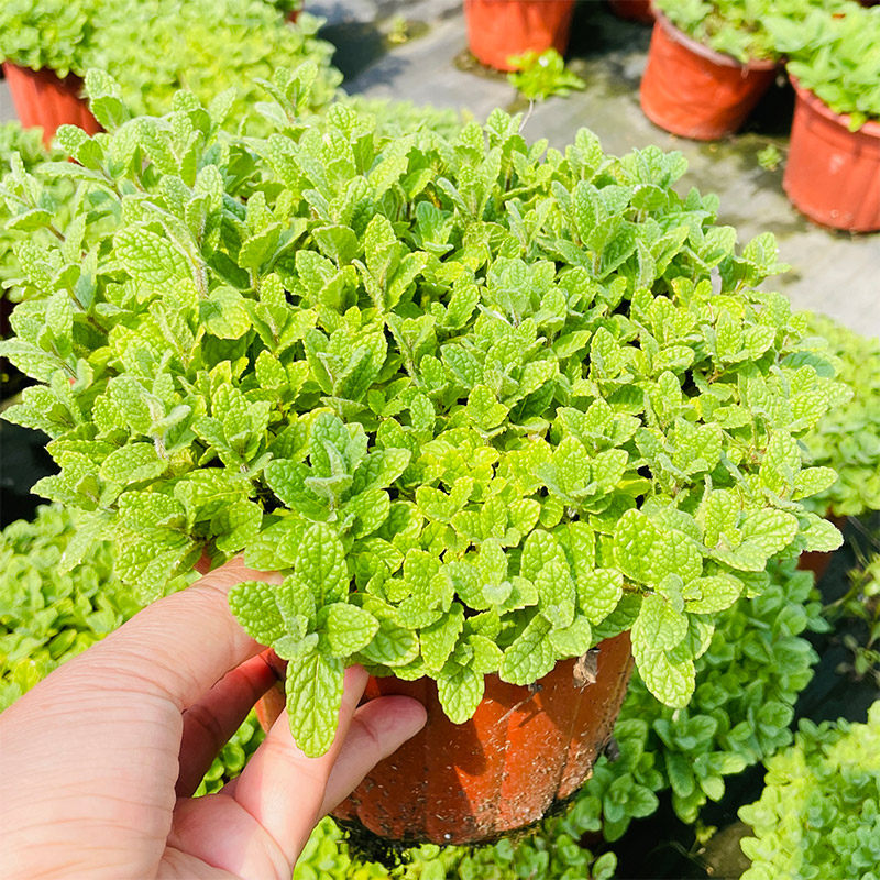 薄荷盆栽香槟办公室阳台窗台植物驱蚊可食用净化空气观绿植