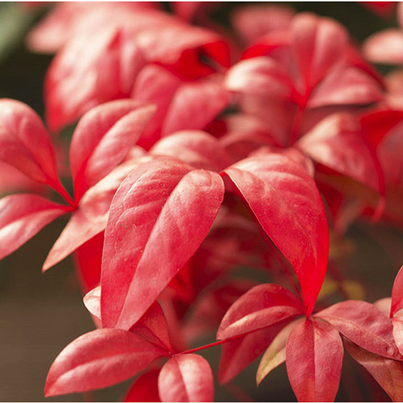南天金鸿天竺植物叶植物绿化观庭院常绿灌木火焰绿植