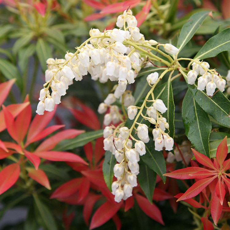 马醉木盆栽日本进口吊钟花室内客厅水养绿植花卉时令草本花卉
