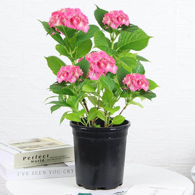 绣球花盆栽带花花苗无尽夏带花苞易多梦幻室内阳台庭院花卉八仙花￥7.