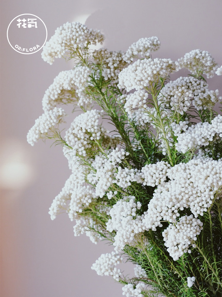 花气小米花高端花材云南昆明鲜花母亲节插花搭配时令草本花卉