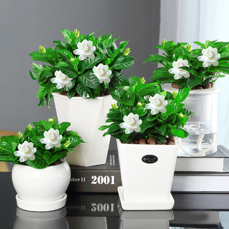 栀子花盆栽花苞室内观花植物四季开花枝枝树苗时令草本花卉