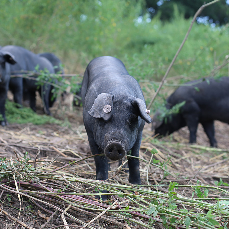 野蛮东北长白长白山山脉全年散养黑猪猪肉整头生猪肉