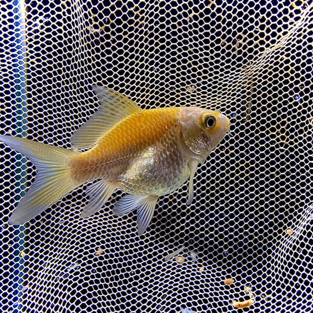 台湾黄金蝴蝶鲤鱼鱼苗贵妃七鳍精品短身球体鱼