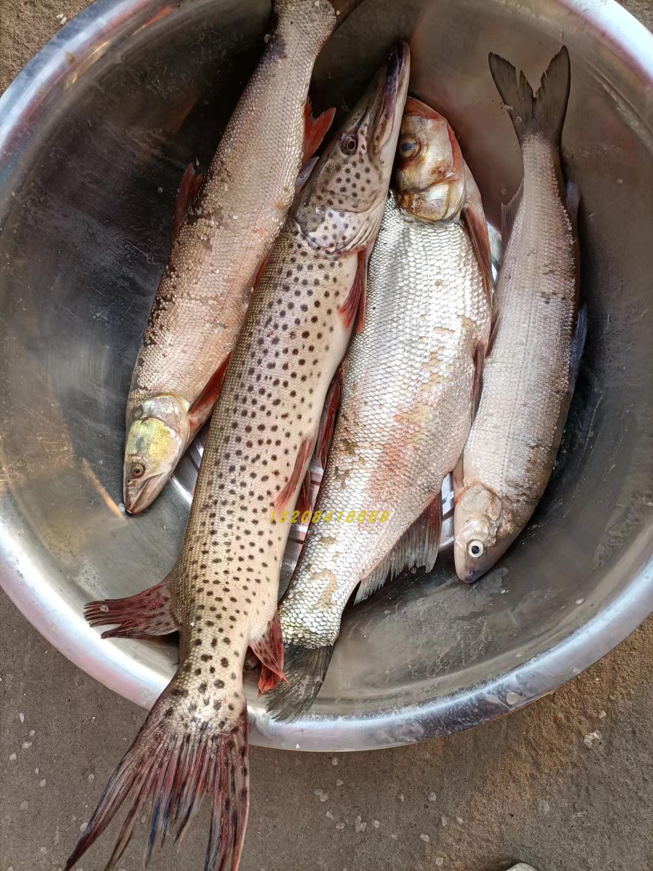 乌苏里天然野生大白翘嘴白鱼黑龙江特产赫哲冷水鱼淡水鱼类