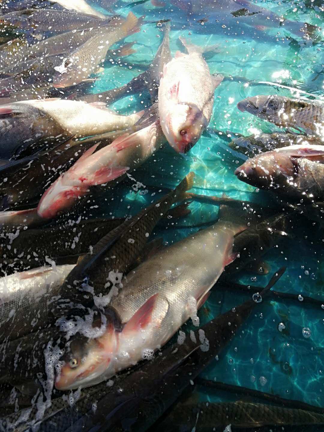 江鱼胖头称重乌苏里野生鲜活东北天然三江江边淡水鱼类