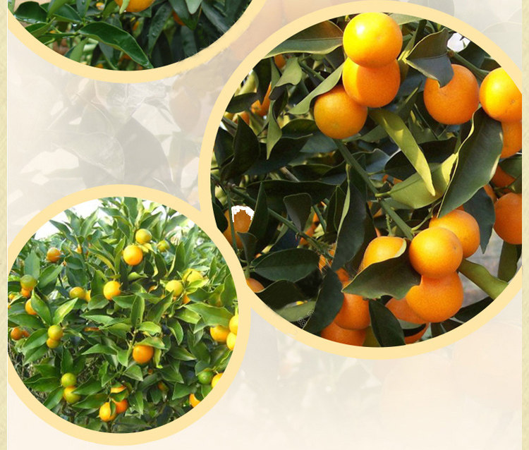 潮州三宝10年份老药桔500g瓶装潮汕特产润喉老药橘老药吉特色零食