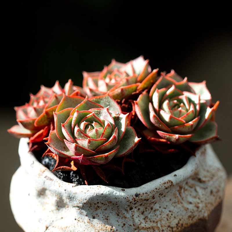 正版澳洲圆叶罗西玛群生老桩多肉植物进品肉肉盆栽花陌派云南多肉