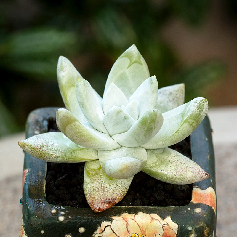 帕奇飞图拇指仙女杯老桩多肉植物稀有肉肉室内多肉植物