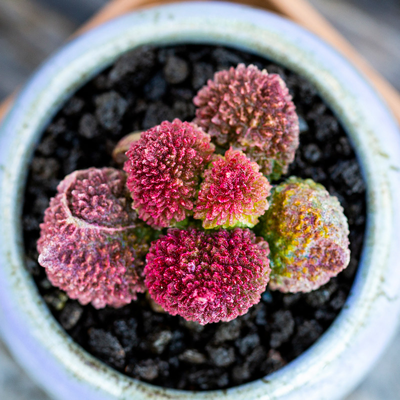 朱紫玉肉小花陌绿植桌面肉贵萌肉盆栽品种多稀有多肉植物