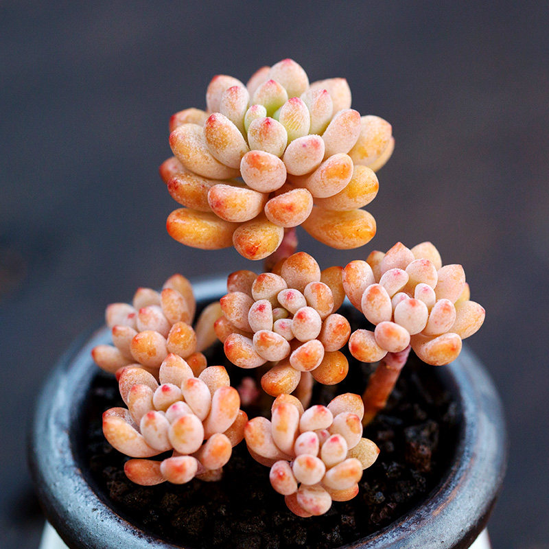 粉豆群生绿豆多肉植物新手办公室超萌肉肉四季盆栽花陌派云南多肉