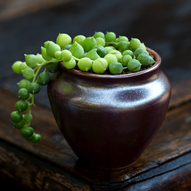 佛珠多植物垂吊绿植盆栽超萌肉肉办公室内阳台客厅花陌派云南多肉