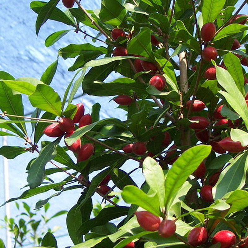 果苗神秘奇迹甜蜜盆栽地栽阳台庭院果树