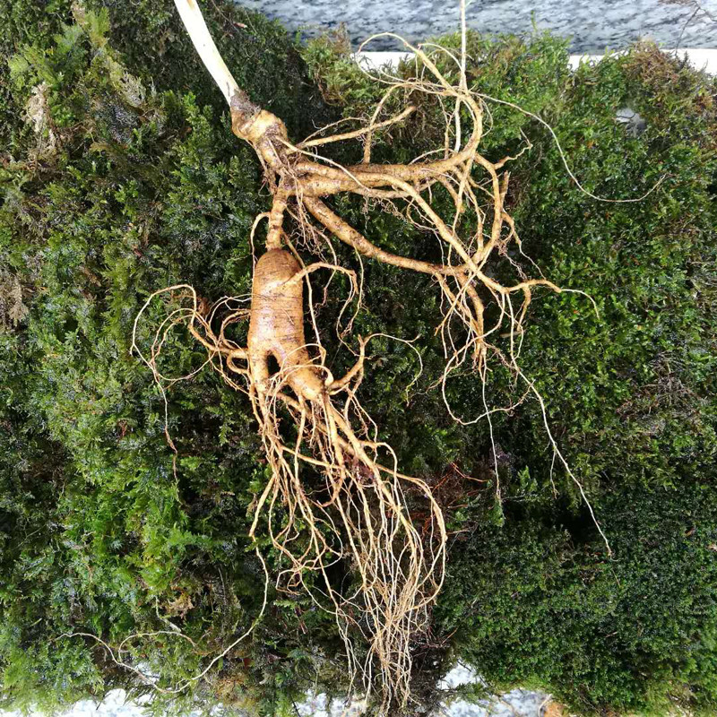 野生人参人椮野山参林下参一等品新鲜20年长白山东北人参正品新