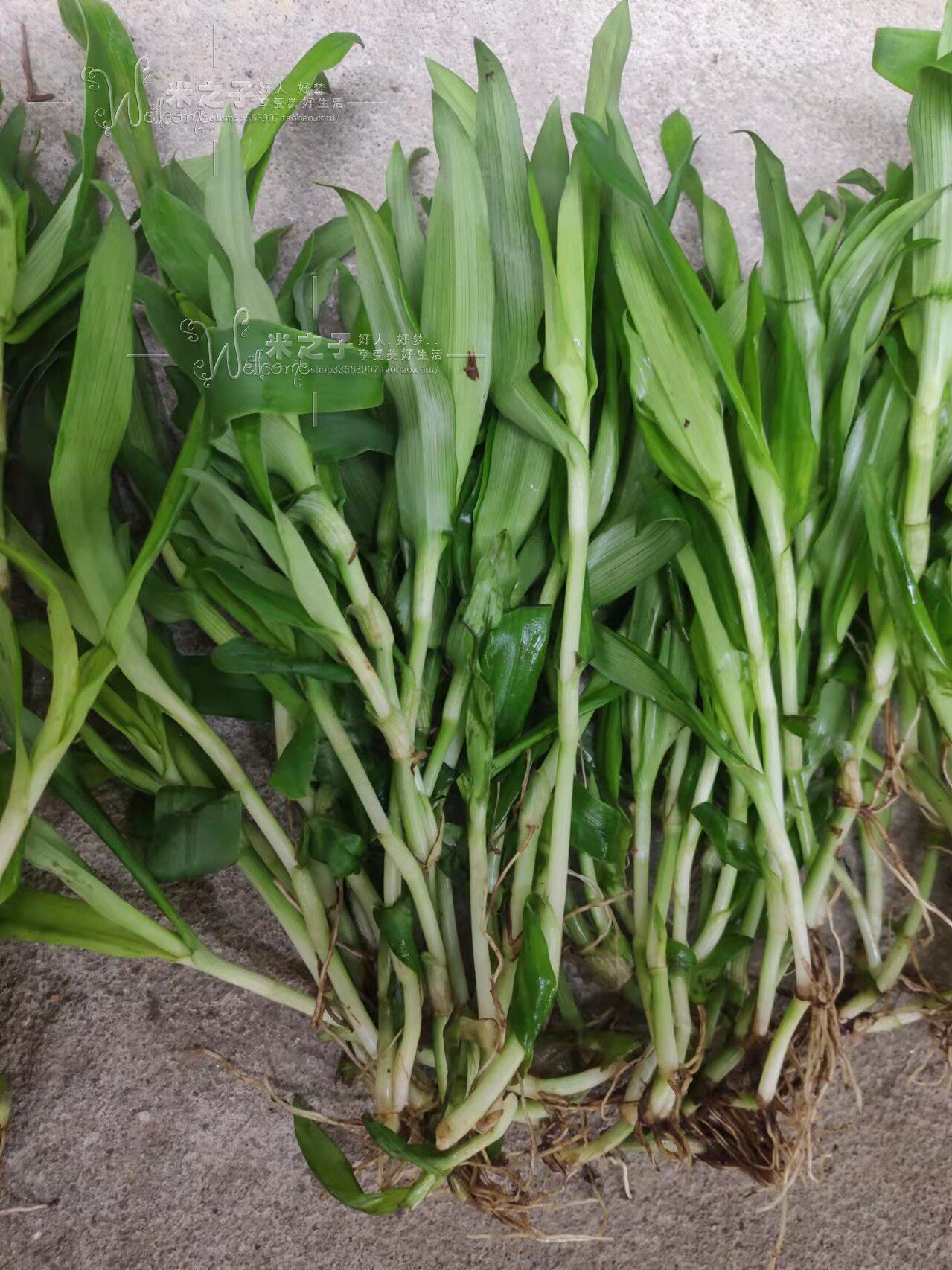 大苞水竹叶痰火草围夹草青竹壳菜鸭跖广东猫爪绿植