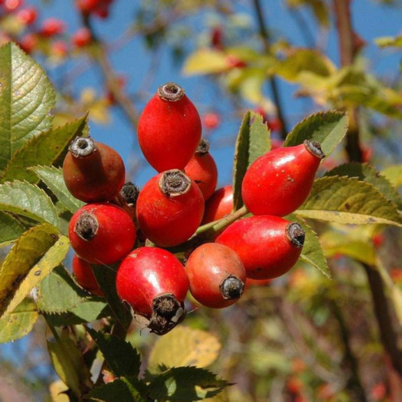 俄罗斯大果蔷薇苗蔷薇花苗庭院阳台种植耐寒大果蔷薇苗