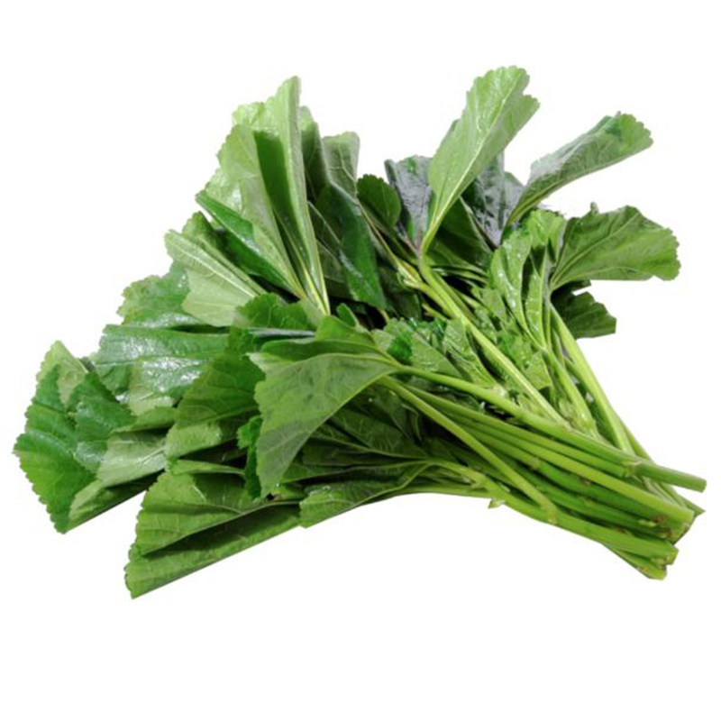 冬寒菜种种籽苋菜种子糯米菜高钙菜春秋秋冬家庭园艺种子