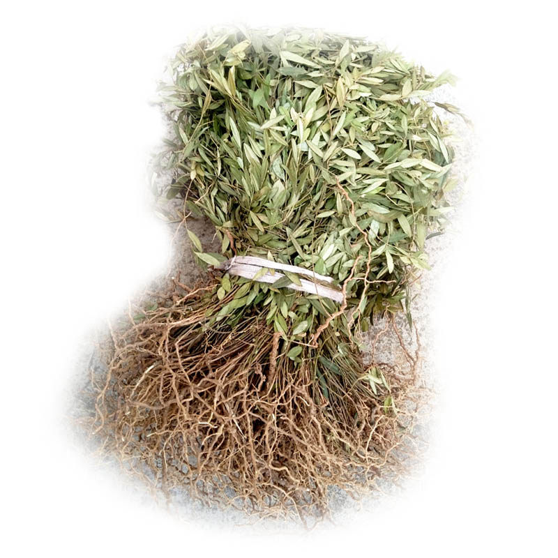 野生中草马回包产后草挂米辰砂药材瓜子干货新干货其他药食同源食品