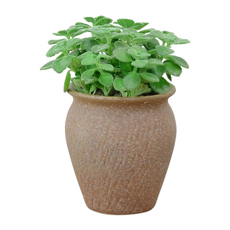 一抹抹香盆栽室内碰碰香草多肉植物客厅驱虫绿植