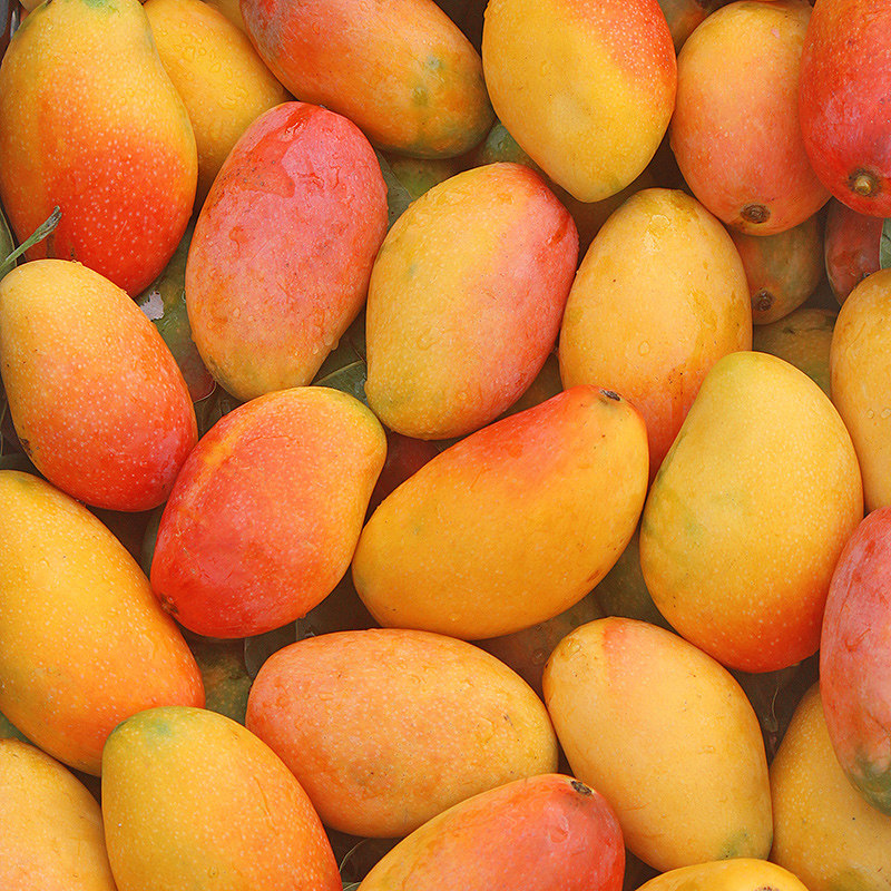 海南贵妃芒果10斤水果中大果新鲜青应热带忙果特当季整箱现摘包邮