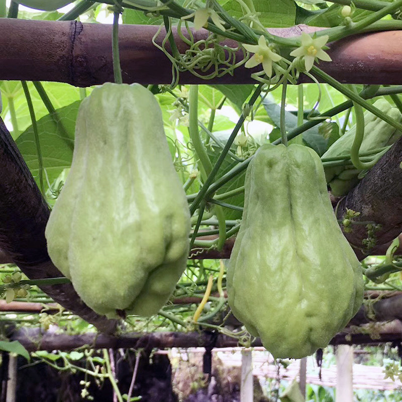 苗姜王贵州佛手瓜新鲜高原蔬菜丰收瓜福寿瓜窝瓜农家自种5斤