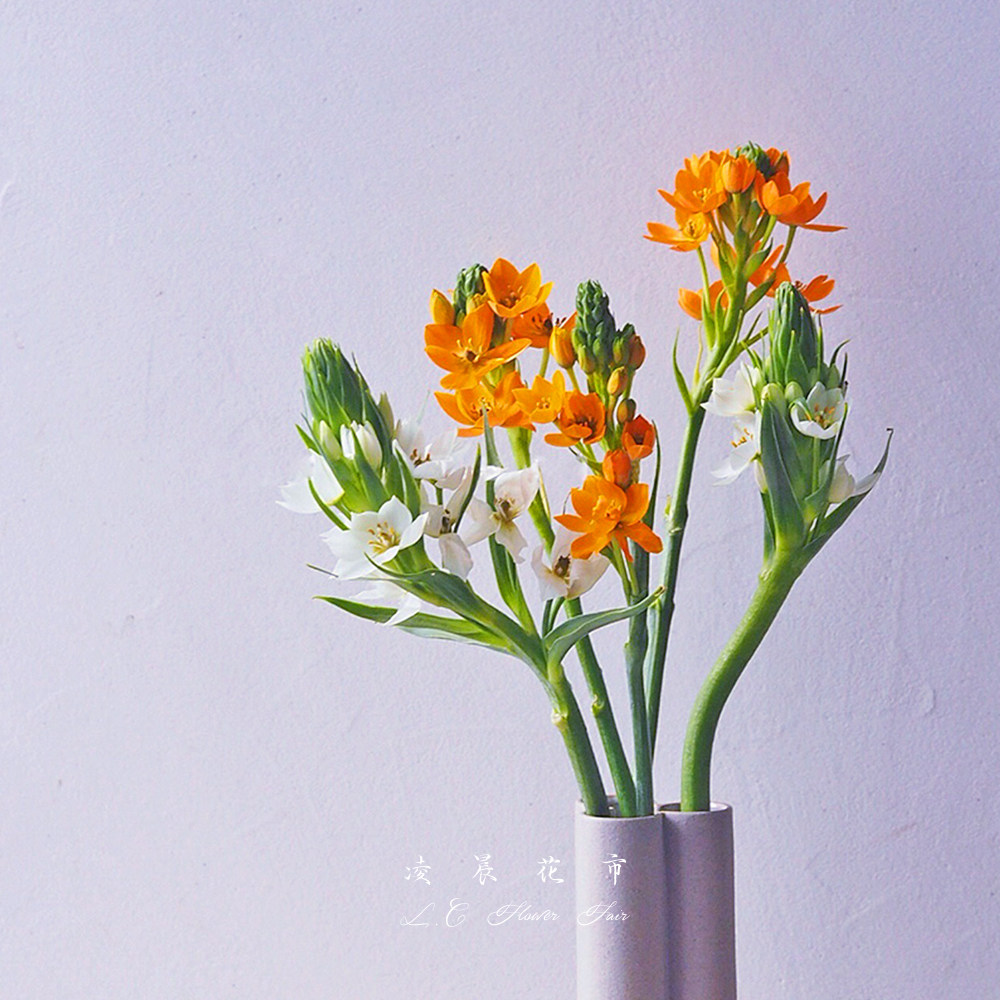 雀梅圣心百合鲜花水养办公室插花家用花束低价鲜花速递同城