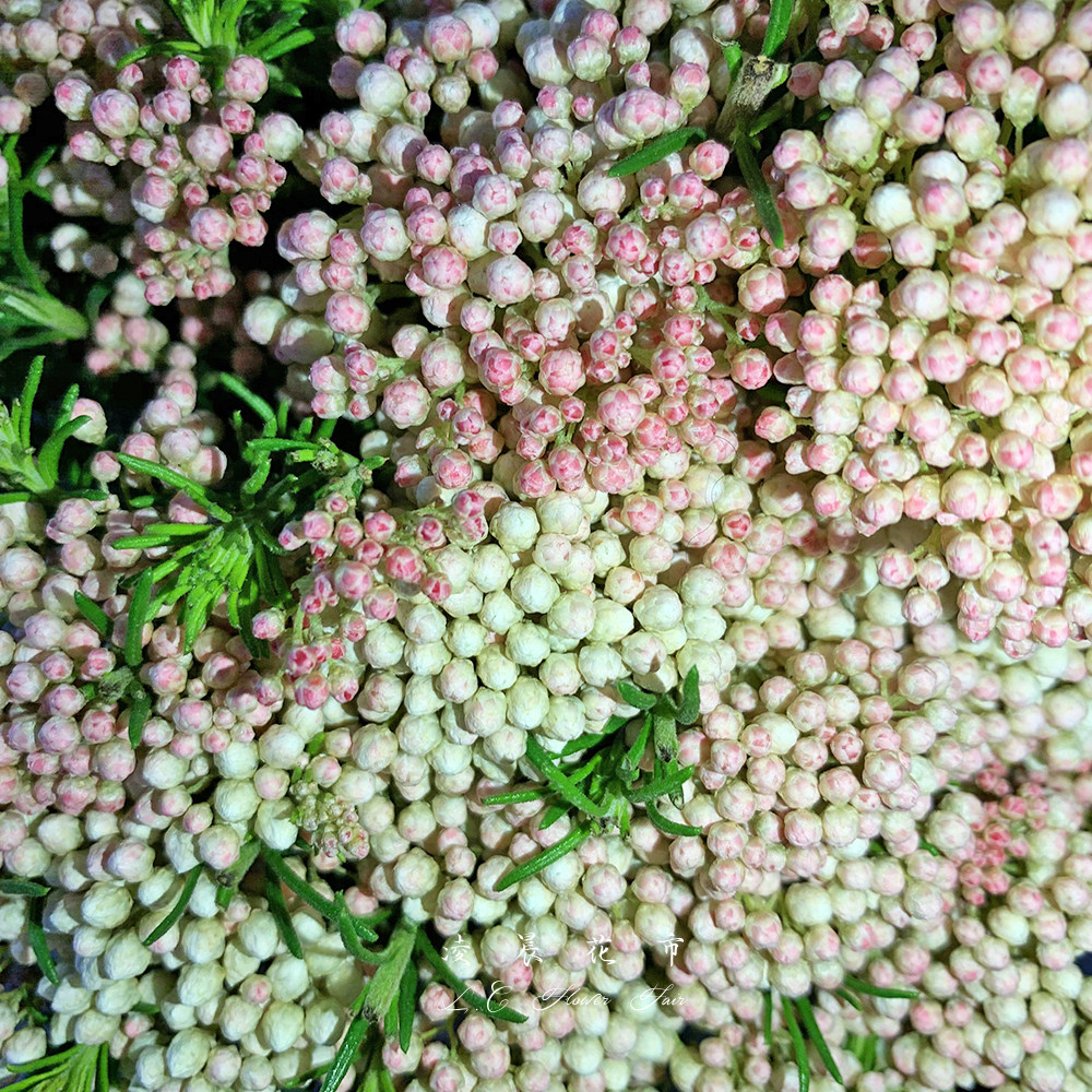 米花鲜花配花水养插花家用办公室花束低价直批包邮北京同城可闪送