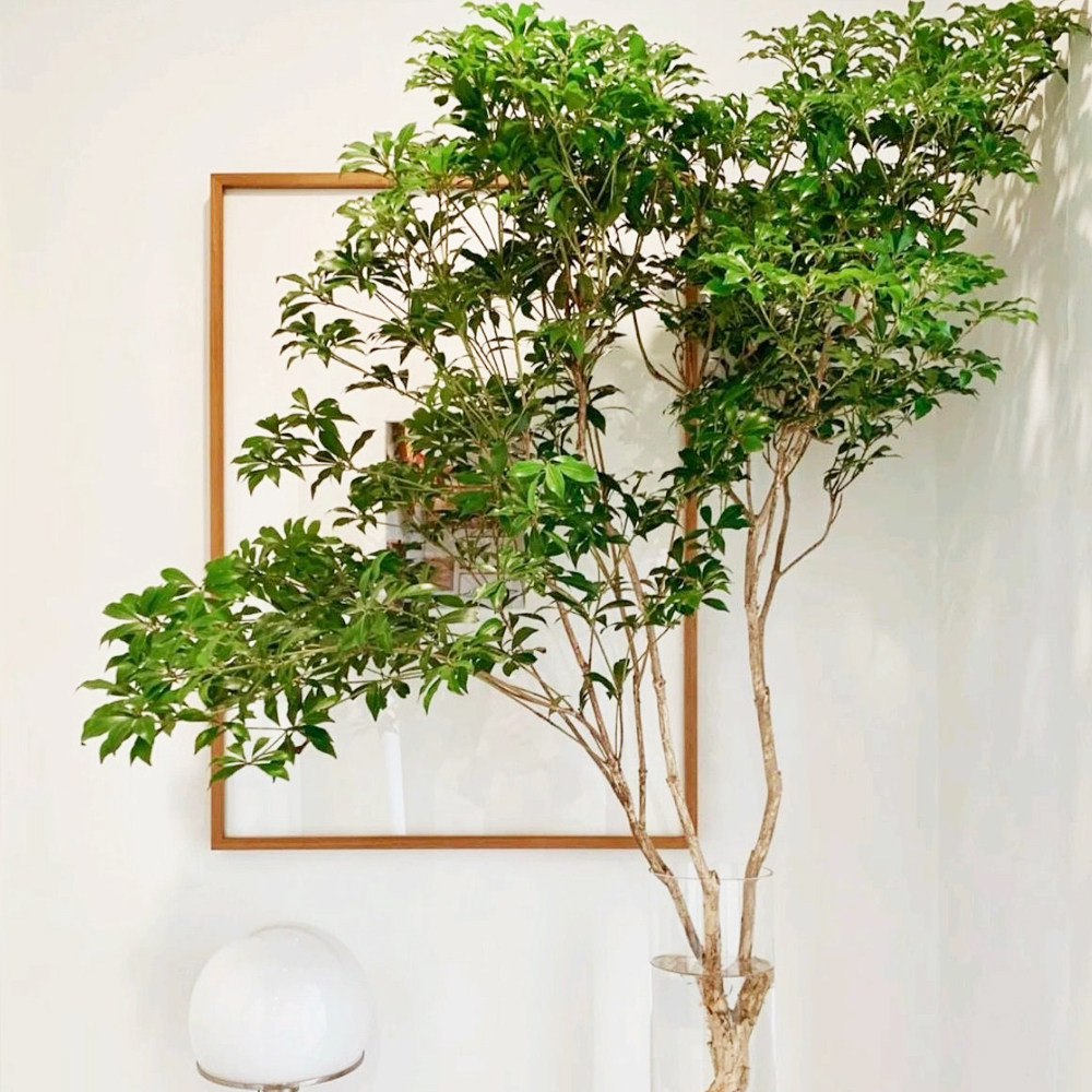 马醉木日本进口水培植物鲜切吊钟枝条室内客厅水养绿植北欧ins风