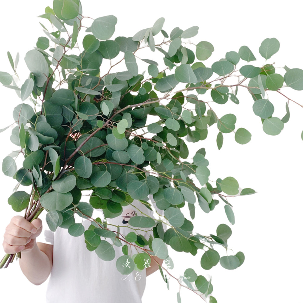 尤加利叶果格调插花配叶花香香气提神低价直批包鲜花速递同城