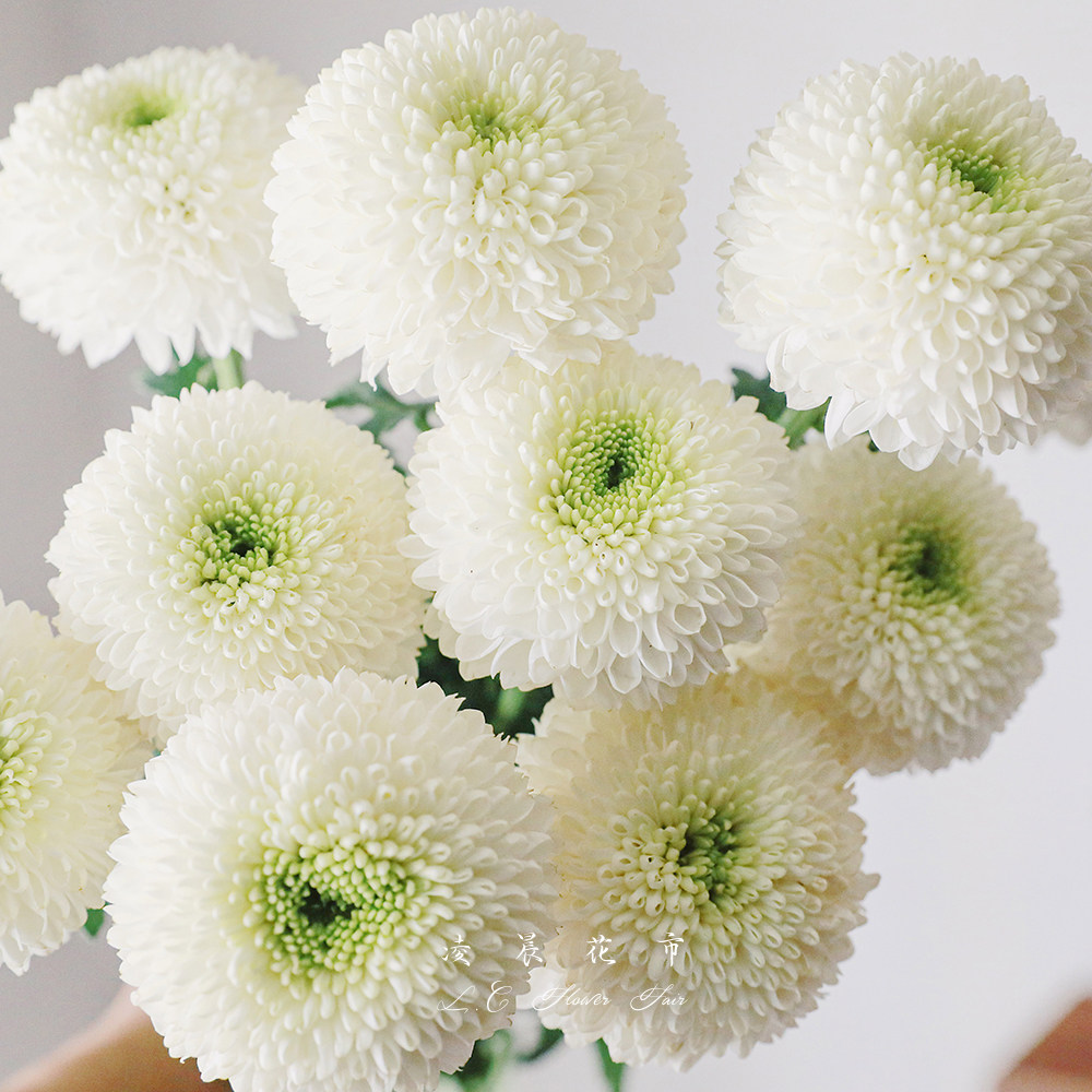 乒乓染色小雏菊可爱球球鲜花水养家用花束顺丰鲜花速递同城