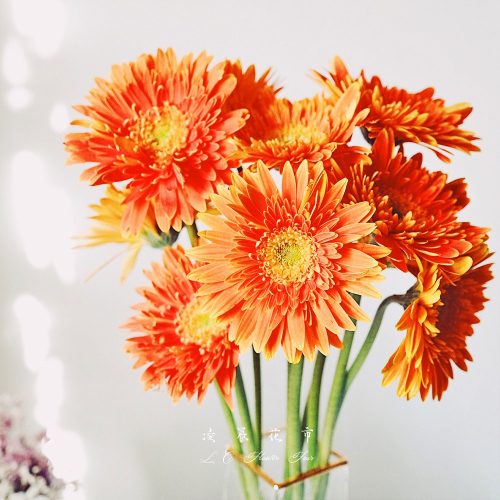 拉丝扶郎非洲菊鲜花家用插花办公室花束低价直批包鲜花速递同城