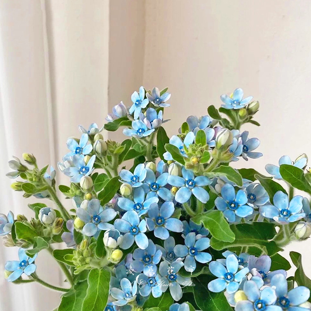 日本蓝星白星鲜花水养家用办公室花束低价直批包鲜花速递同城