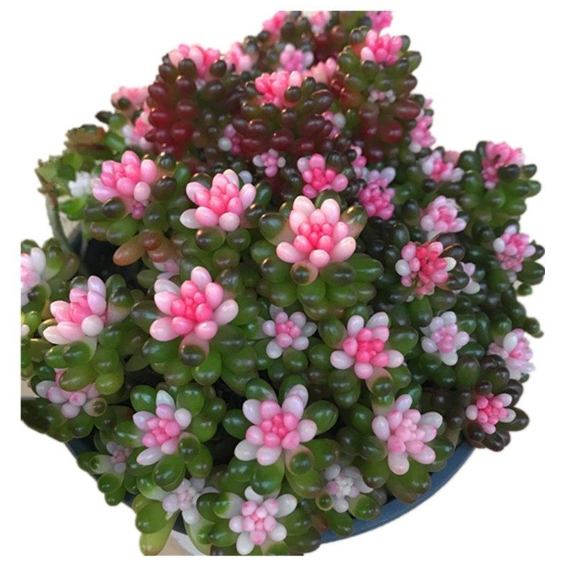 群生多头红心彩色浆果锦多植物室内办公桌盆栽多肉植物