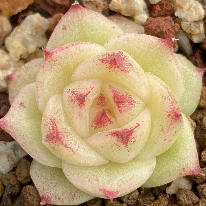 多肉韩货女王玫瑰实拍群生植物进口小贵货好多肉植物