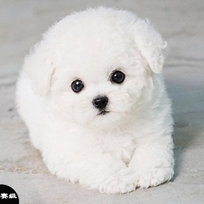 比熊幼犬迷你比熊犬卷毛活体小型比熊活体宠物狗白色不掉毛茶杯犬_双