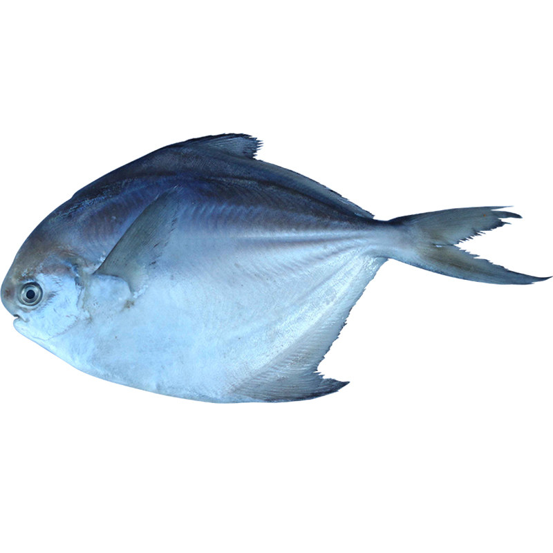 平鱼鲳鱼新鲜海鱼野生白鲳鲜活水产冷冻扁鱼黄鱼
