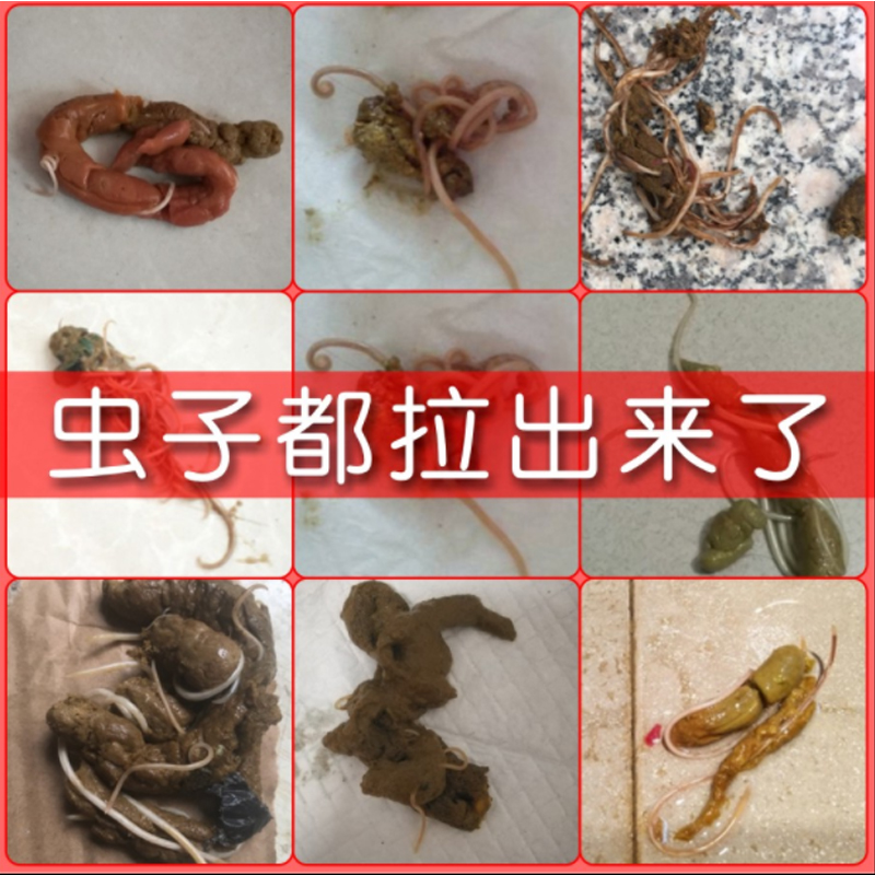 鸽子药大全驱虫打虫常见病清体内外寄生虫毛滴虫球虫蛔虫线虫鸽药