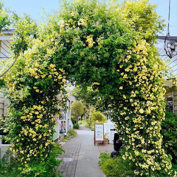 木香红木大苗爬墙花卉藤蔓植物爬藤庭院四季花卉