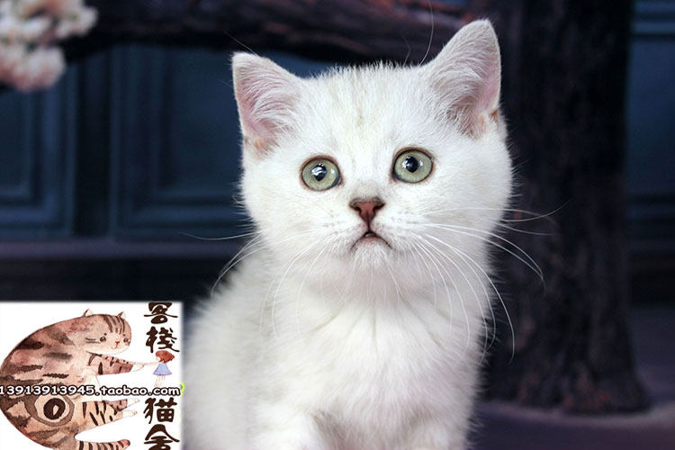 银色渐层色英国短毛英短宠物猫咪白猫白毛南京猫咪