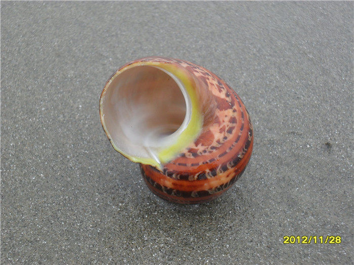 天然海螺贝壳猫眼蝾螺古文鱼缸水族造景装饰海螺