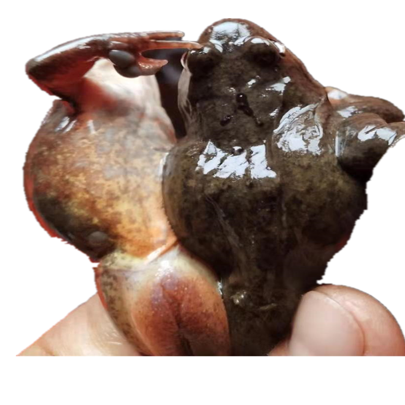 东北公林鲜活长白山蛤蟆一斤1920只大公活体雪蛤其它雪蛤制品