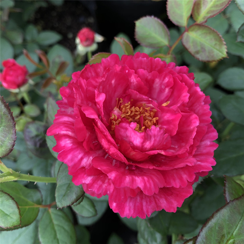 新品切花丰花真彩领带条纹裙边红色中香月季时令草本花卉