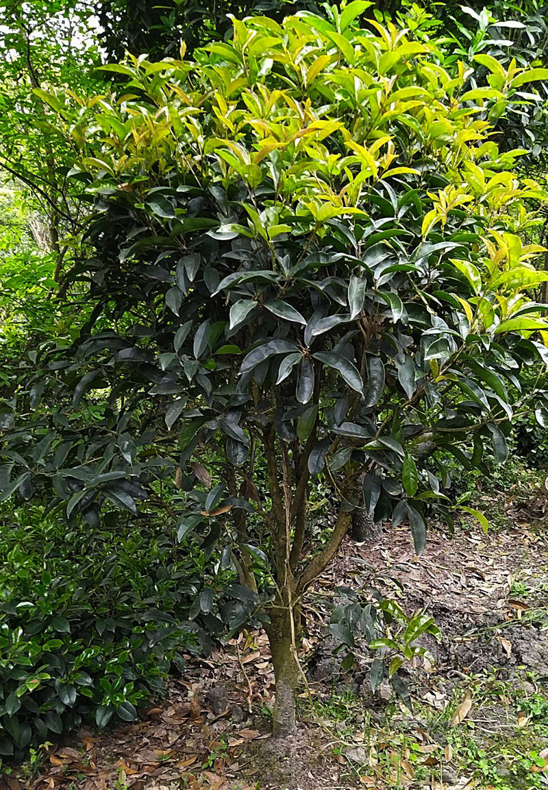 植物桂花成都销售月桂四季园林绿化行道树花园宿根