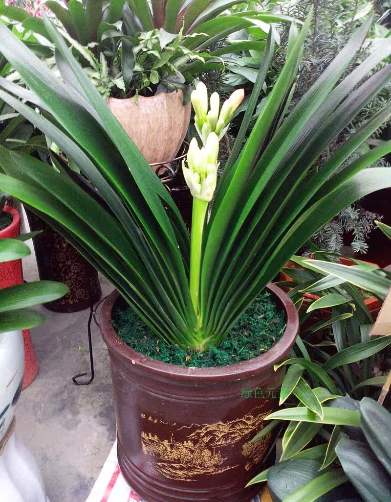 植物成都同城6年以上东北君子君子兰兰花开花绿植