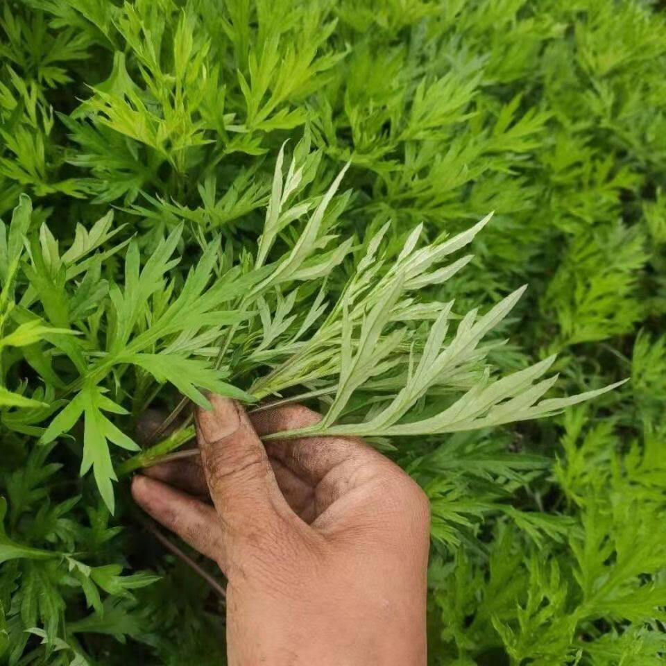 艾叶野生艾草新鲜采摘制作广西西青团糍食用叶菜类