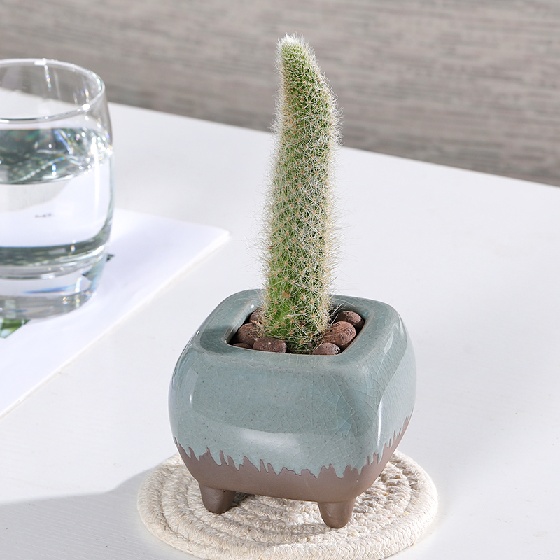 植物猴尾柱多九尾狐花卉仙人球浓白毛盆栽软毛多肉植物