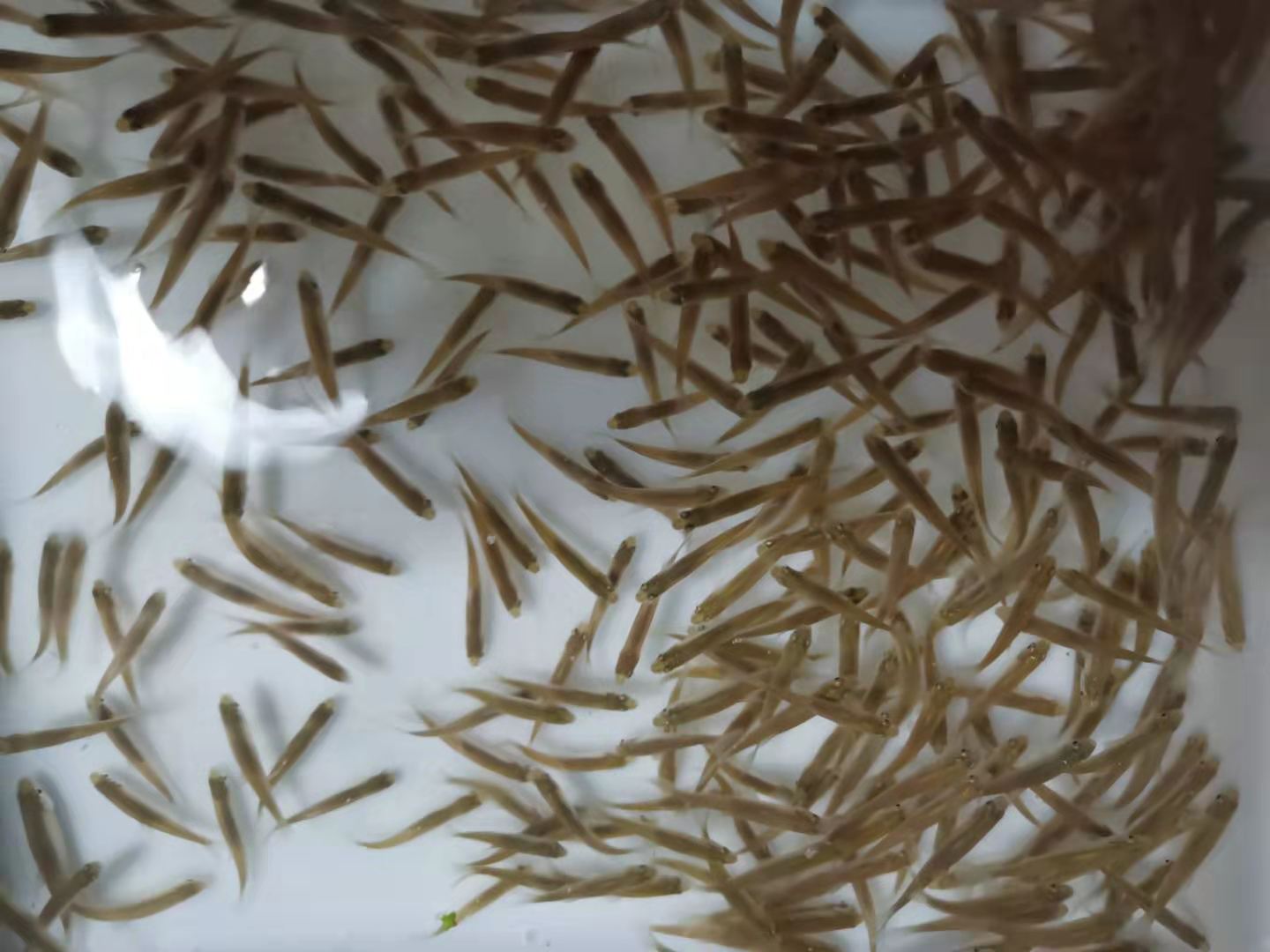 小杂麦穗活体虎鱼龙鱼饲料鱼苗六角翘嘴阀钓鱼